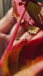 Anni – Handwoven Heart Earrings with Czech Beads or Zirconias